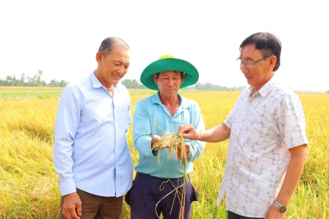 Phát huy hiệu quả mô hình “Lúa - Sếu”