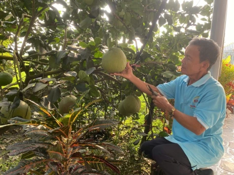 Đánh thức tiềm năng nông nghiệp xanh từ men vi sinh IMO