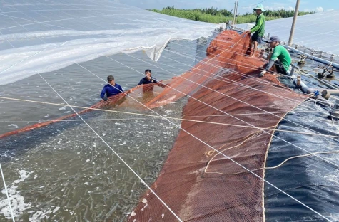 Giá tôm nguyên liệu giảm mạnh