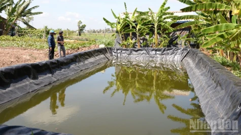 Xã cù lao ven biển tỉnh Đồng Tháp chủ động ứng phó hạn, mặn