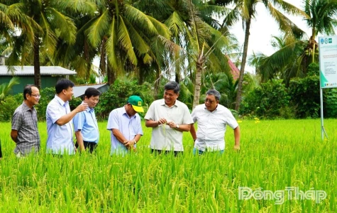 Dong Thap Accelerates Emission Reductions