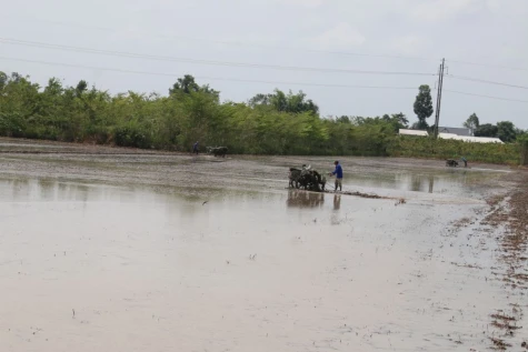 Chi phí tăng, giá lúa thấp: Áp lực lớn đối với nông dân
