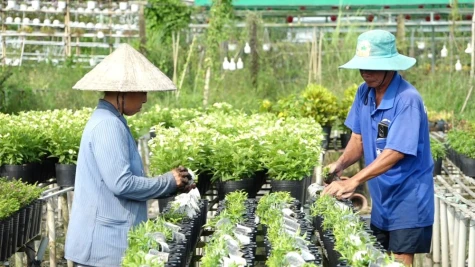 Nông dân Làng hoa Sa Đéc tất bật sản xuất hoa - kiểng phục vụ dịp Lễ 30-4 và 1-5