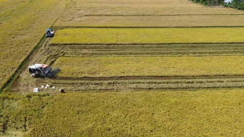 Áp lực bủa vây ngành lúa gạo