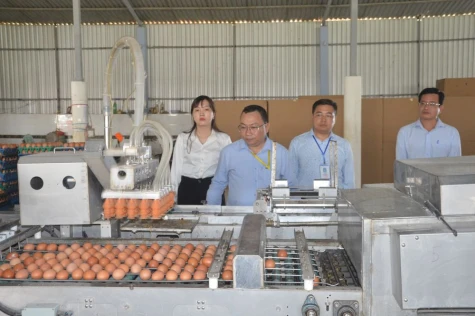 Giá trứng, thịt gà giảm mạnh, người nuôi thua lỗ