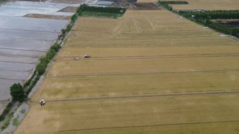 Đồng Tháp: Tăng cường chỉ đạo sản xuất, tiêu thụ lúa - gạo trong tình hình mới