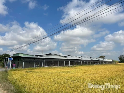 Người dân bức xúc về mùi hôi và tiếng ồn từ trại nuôi gà