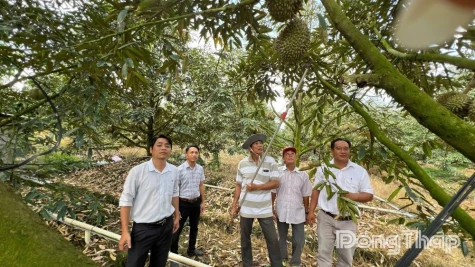 Dong Thap Farmers Reap Big Gains from Off-Season Durian