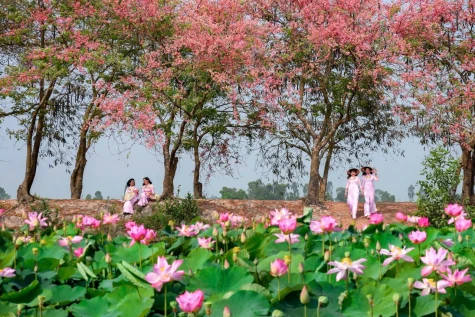 Mùa hoa ô môi, gợi nhớ kỷ niệm tuổi thơ