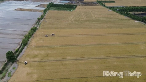 Dong Thap Strengthens Direction on Rice Production and Consumption Amid New Market Developments