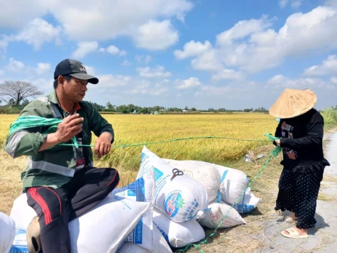 Đồng Tháp: Giá lúa đông xuân tiếp tục giảm