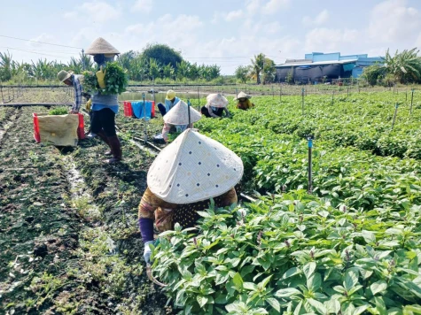 Rau màu lại rớt giá
