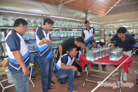 Sôi nổi Ngày hội Mini Show cá Molly lần thứ I năm 2026