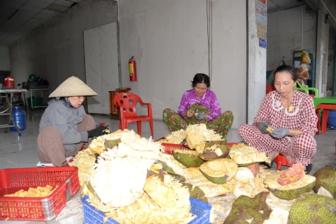 Giá mít chạm đáy, nhà vườn tất bật tách múi “gỡ gạc”