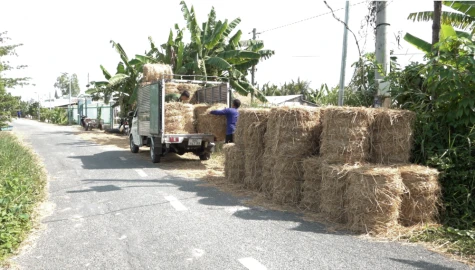 Xã Tân Thạnh: Nông dân tăng thu nhập từ rơm cuộn sau thu hoạch