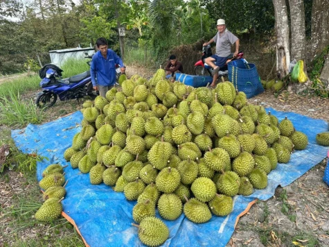 Giá sầu riêng giảm khoảng 70.000 đồng/kg, nhà vườn gặp khó