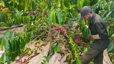 Sở Giao dịch hàng hóa trong Trung tâm Tài chính quốc tế: Cơ hội để nông sản Việt giành quyền định giá