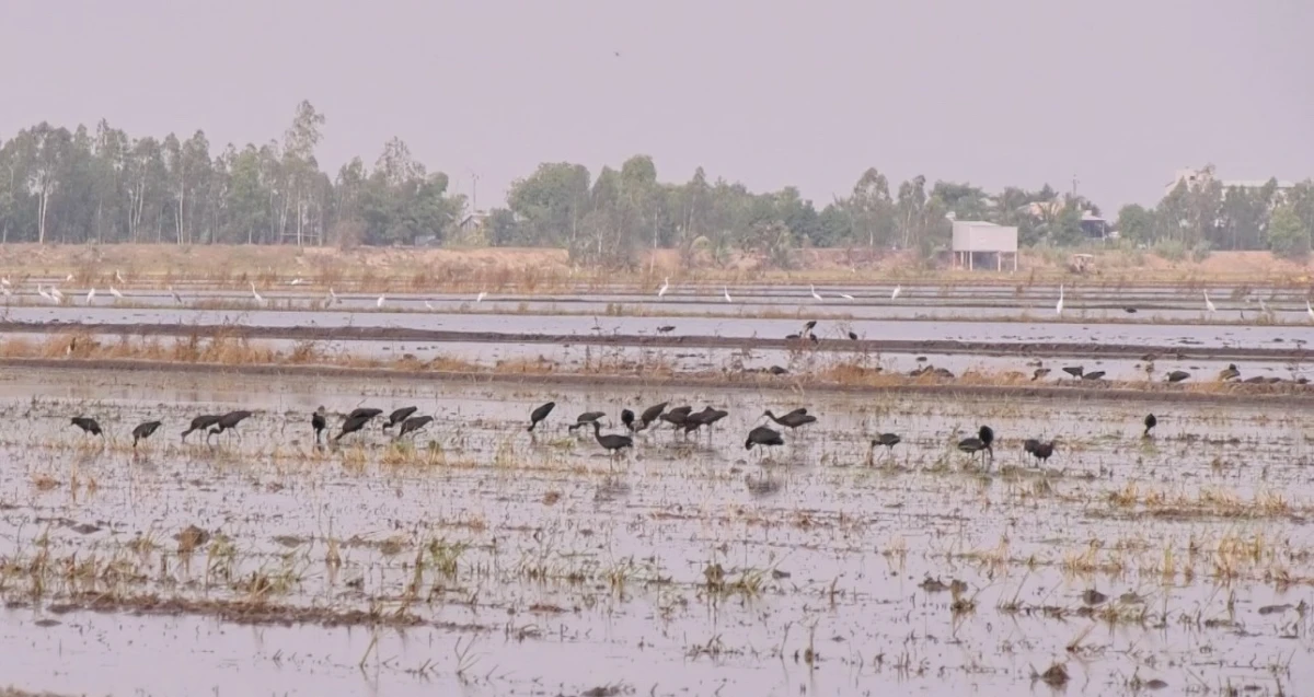 Hàng ngàn cá thể chim, cò về vùng đệm Vườn Quốc gia Tràm Chim