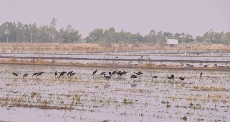 Hàng ngàn cá thể chim, cò về vùng đệm Vườn Quốc gia Tràm Chim