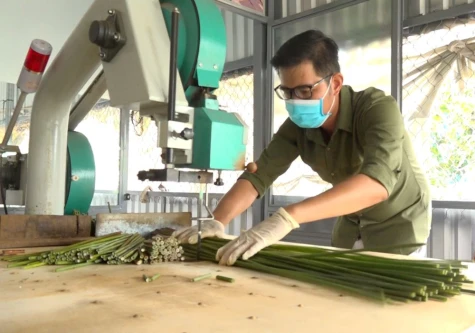 Khởi nghiệp xanh từ ống hút cỏ bàng