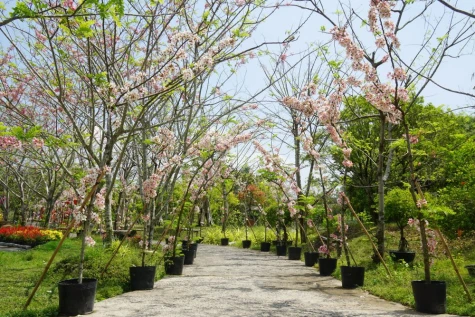 Muồng hoa đào khoe sắc - điểm hẹn tháng 4