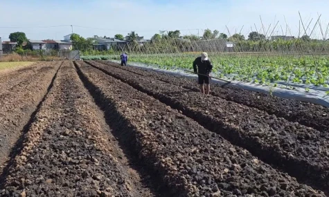 Nông dân chủ động bảo vệ sản xuất trong mùa nắng nóng