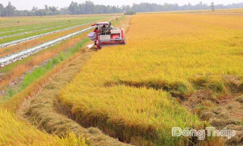 “Living with Nature” – The Foundation for Dong Thap’s Agricultural Economic Transformation