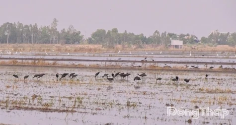 Thousands of Birds Flock to Buffer Zone of Tram Chim National Park