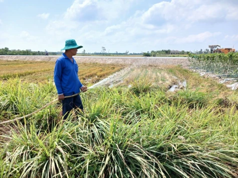Đồng Tháp: Giá chanh, sả tăng cao