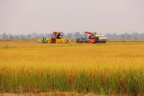 Khơi mạch sống cho vùng đất ngập nước