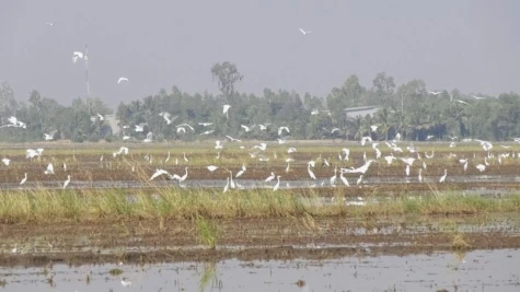 Tín hiệu tích cực từ hệ sinh thái vùng đệm