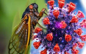 “Ve sầu” - biến thể mới của COVID-19, hiểu đúng để “không sầu”