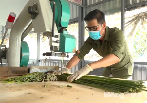 Lepironia Straws: A Grassroots Green Startup