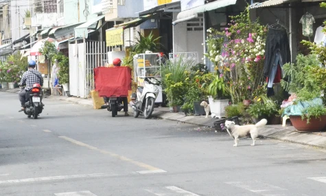 Đồng Tháp: Tăng cường phòng, chống dịch bệnh dại trên động vật