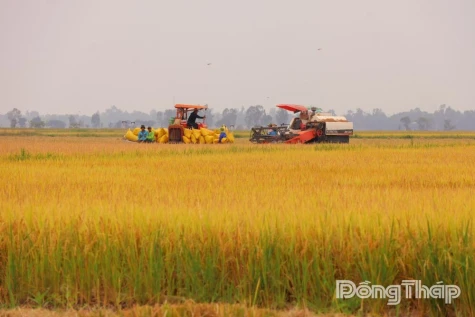 Revitalizing the Lifeblood of Wetlands