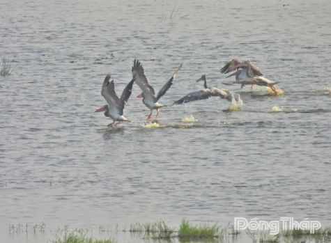 Tram Chim National Park: Spot-billed Pelicans Return After 6-Year Absence