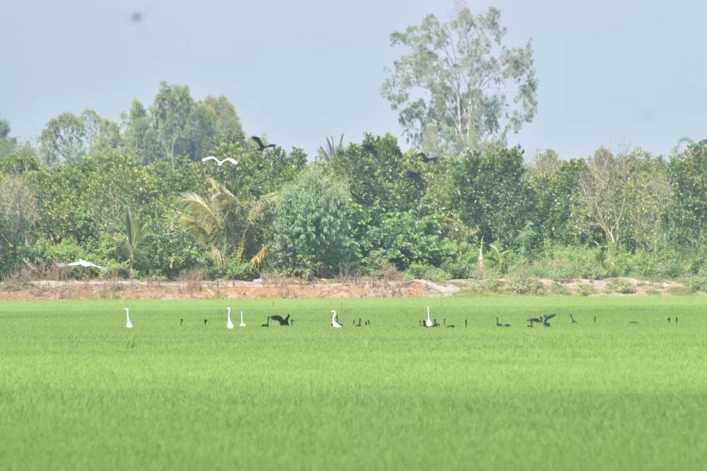 Đàn chim quắm đen quý hiếm về săn mồi tại cánh đồng lúa ở Đồng Tháp