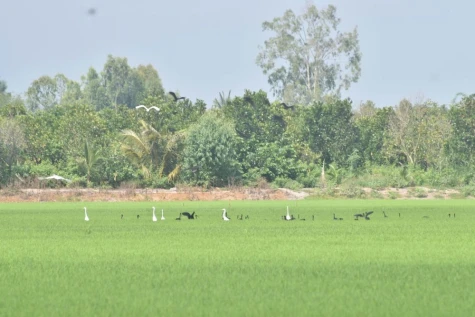 Đàn chim quắm đen quý hiếm về săn mồi tại cánh đồng lúa ở Đồng Tháp