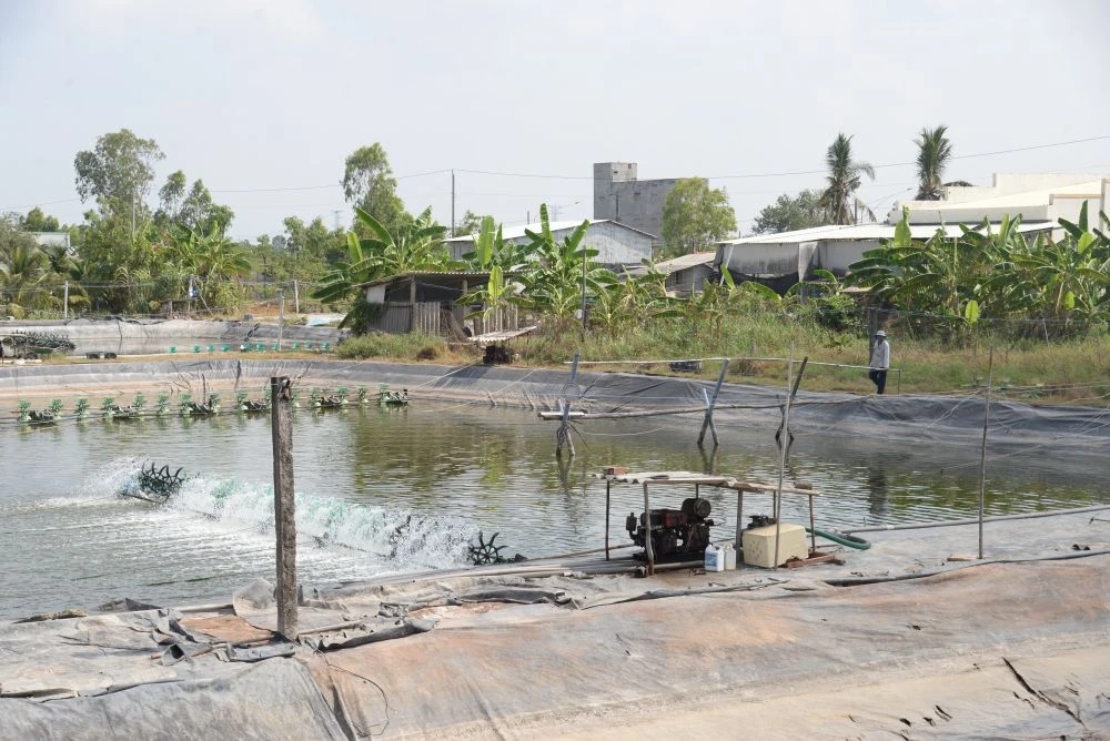 Đồng Tháp: Giữ ao nuôi an toàn giữa cao điểm nắng nóng