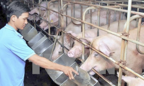 Đồng Tháp: Chung tay kiểm soát dịch tả heo châu Phi