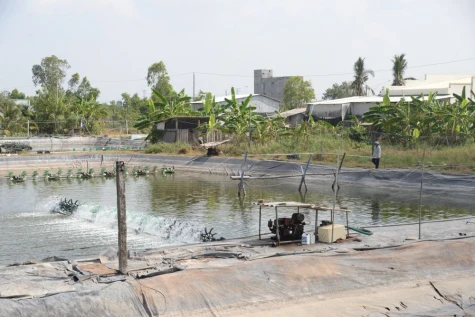 Đồng Tháp: Giữ ao nuôi an toàn giữa cao điểm nắng nóng