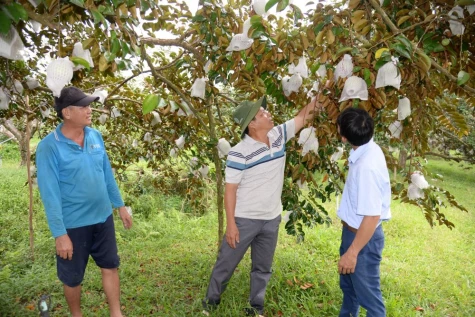 Kinh tế tập thể Đồng Tháp: Vững bước sau 80 năm lời kêu gọi của Bác Hồ