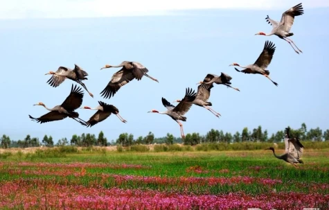 Duyên nợ cùng “Cánh sếu gọi mùa xuân”