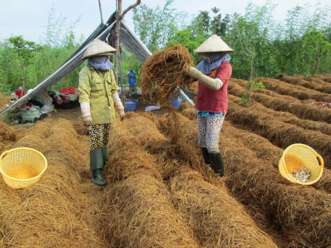 Giá nấm rơm tăng cao