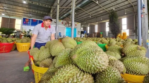 Xuất khẩu rau quả của Việt Nam sang Trung Quốc tăng mạnh