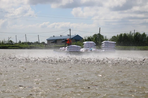 Đồng Tháp: Chủ động các giải pháp đảm bảo an toàn hạ tầng các vùng nuôi, trồng thủy sản trong mùa khô