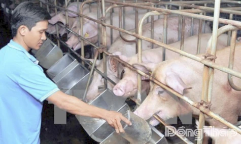 Dong Thap: Joining Hands to Control African Swine Fever