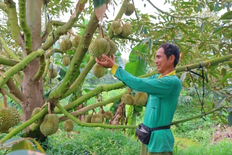 Khát vọng “nở hoa” trên vùng đất phèn