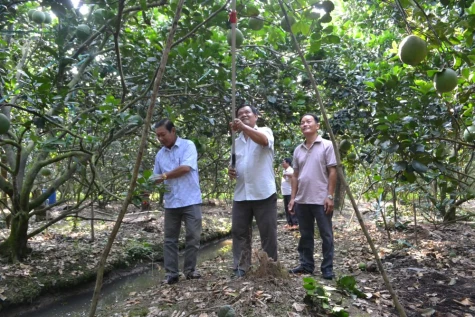 Nông dân phấn khởi trước cột mốc xuất khẩu trái bưởi sang Úc