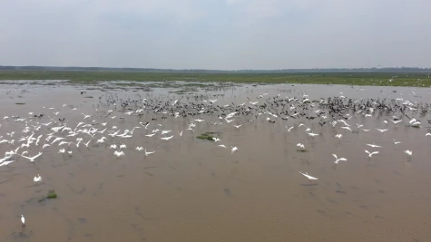 Vận hành hệ sinh thái rừng bằng công nghệ